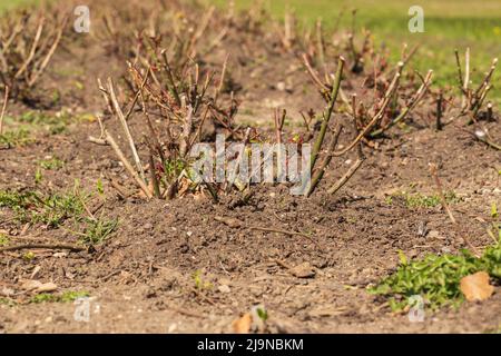 Schneiden Sie Rosenstämme in das Blumenbeet. Die Stiele haben Dornen. Stockfoto