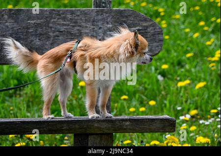 Ein Chihuahua Hund steht auf einer Parkbank vor einer grünen Wiese mit einer Leine Stockfoto