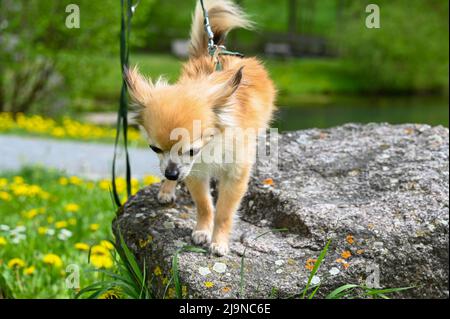 Ein chihuahua Hund, der für einen Spaziergang angeleinet ist, steht auf einem großen Felsen und blickt hinunter Stockfoto