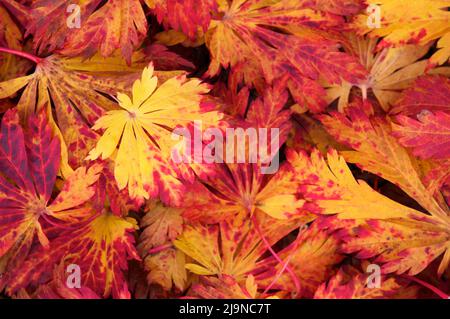Ein Nahaufnahme-Bild, das auf leuchtend gelbe, orangefarbene und rote Herbstblätter eines japanischen Vollmondahorns herabblickt. Stockfoto