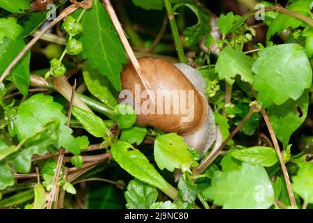 Eine Nahaufnahme einer Schneckenschale, Stockfoto