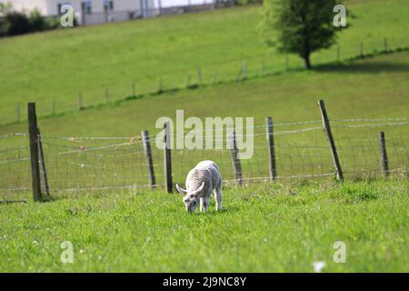 Ein junges Lamm, das auf dem Weidefeld von Green Grass grast grast Stockfoto