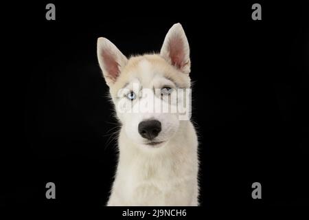 Portrait Husky Welpe Hund mit trauriger Gesichtsausdruck. Isoliert auf schwarzem Hintergrund Stockfoto
