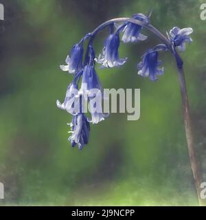 Bluebell Polka Stockfoto