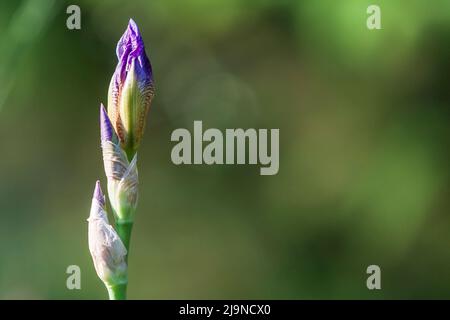 Schöne bunte Blume. Pop Iris - Irises auf grünem Hintergrund Stockfoto