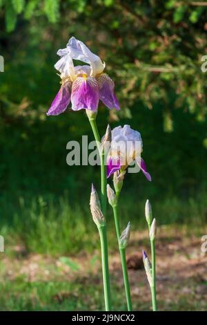 Schöne bunte Blume. Pop Iris - Irises auf grünem Hintergrund Stockfoto