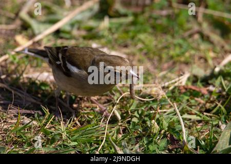 Ein weiblicher Chaffinch (Fringilla coelebs) mit einem Wurm im Schnabel mit einem natürlichen grünen Grashintergrund Stockfoto