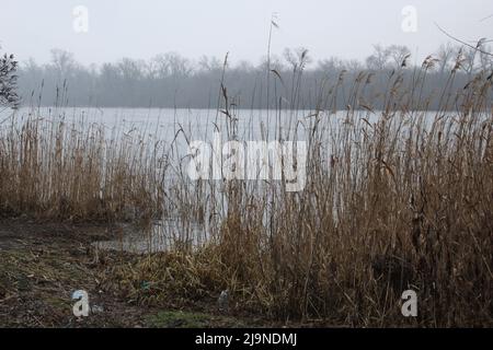 Schilfdickichte am Ufer einer kleinen Bucht Stockfoto