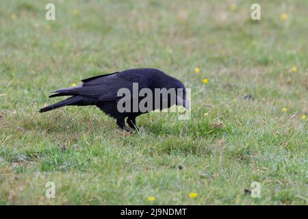 Eine einzelne Krähe (Corvus corone), die im nassen Gras nach Samen sucht Stockfoto