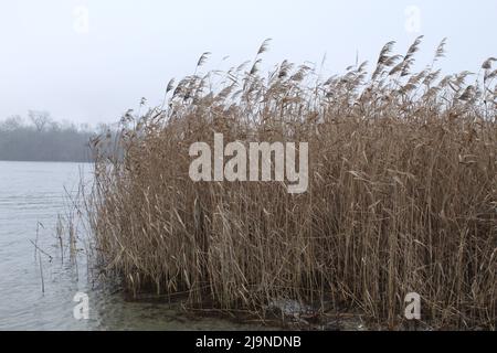 Schilfdickichte am Flussufer Stockfoto