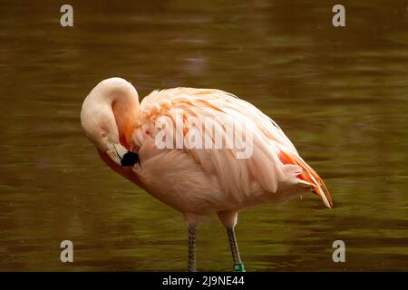 Ein einzelner rosafarbener chilenischer Flamingo (Phoenicopterus chilensis), der sich auf einem natürlichen dunkelbraunen Hintergrund seitlich aufrast und isoliert steht Stockfoto