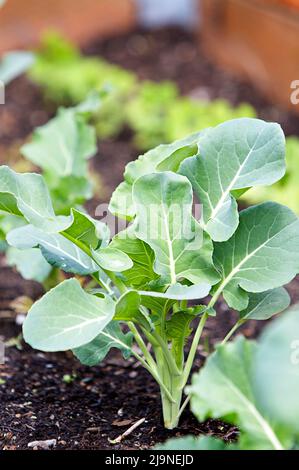 Junge Brokkoli-Sämlinge, die in einem Garten im Frühlingshaus gepflanzt wurden, mit Salatpflanzen im Hintergrund. Stockfoto