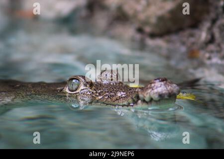 Ein Morelet-Krokodil schwimmt im türkisfarbenen Wasser Stockfoto