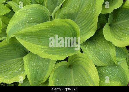 Grüne Hosta Blätter mit Wassertropfen Stockfoto