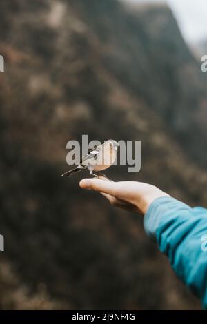 Der seltene Buchfink Madeiras ist dem Mann zur Hand geflogen, um Lebensmittelbrösel zu finden und zu sehen, ob er in Sicherheit ist. Fringilla coelebs maderensis. Die Erfahrung eines Lebens Stockfoto