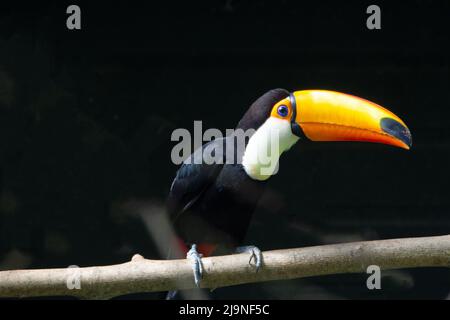 Ein Toco Toucan (Ramphastos toco), der auf einem Ast thront und auf einem natürlichen schwarzen Hintergrund isoliert ist Stockfoto