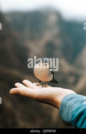 Der seltene Buchfink Madeiras ist dem Mann zur Hand geflogen, um Lebensmittelbrösel zu finden und zu sehen, ob er in Sicherheit ist. Fringilla coelebs maderensis. Die Erfahrung eines Lebens Stockfoto