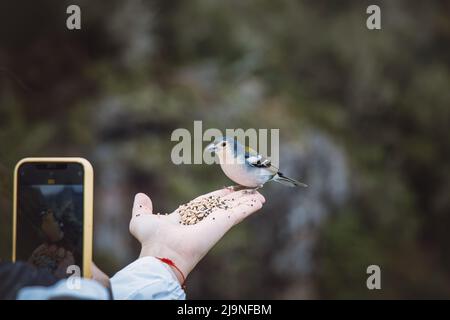 Der seltene Buchfink Madeiras fliegt auf die Hand eines Mädchens, um ein paar Essensbrösel zu bekommen, die Frau fängt diesen einmaligen Moment auf ihrem Handy ein. Levad Stockfoto