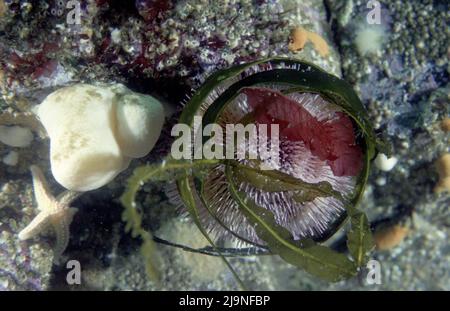 Seeigel - Echinus esculentus, auf allen Oberflächen nach Algen oder wirbellosen Tieren durchsuchen, Movin auf Rohrbeinen mit Saugern am Ende, St Abbs 1988 Stockfoto