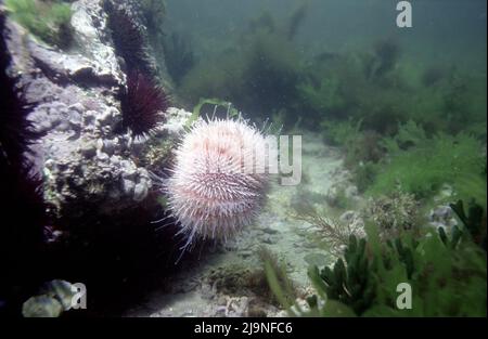 Seeigel - Echinus esculentus, auf allen Oberflächen nach Algen oder wirbellosen Tieren durchsuchen, Movin auf Rohrbeinen mit Saugern am Ende, St Abbs 1988 Stockfoto