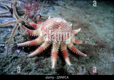 Gewöhnliche Sonnensterne oder Crossaster sind Stachelhäuter. Rot und Orange ernähren sich durch Extrudieren ihrer Mägen. Brüchige Sterne und roter Federstern St Abbs.UK 1988 Stockfoto