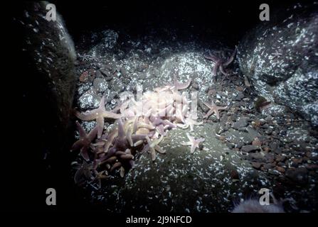 Gewöhnlicher Seestern - Astéias rubens, hier die gemeinsame Ernährung eines toten Fisches, die ihre Körper verjüngt, beweglich auf röhrenförmigen Beinen. St Abbs UK 1988. Stockfoto