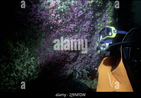 Jewel Anemones Corynactis viridis Untergalerie Anthozoa, Einzeltaucher im Bild für Maßstab mit oranger Rettungsweste und gelber Maske. Bardsey Island, Wales, Großbritannien 1980 Stockfoto