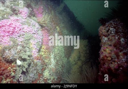 Jewel Anemones Corynactis viridis Subgalerie Anthozoa, Manacles Reef Cornwall UK 1970 Stockfoto