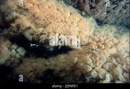 Jewel Anemones Corynactis viridis Subgalerie Anthozoa, Manacles Reef Cornwall UK 1970 Stockfoto