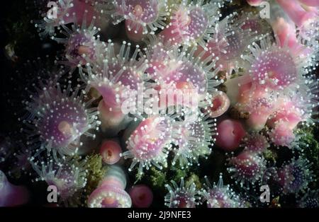 Jewel Anemones Corynactis viridis Sub-gallery Anthozoa Close-Ups Vergrößerung 1 bis 3, Manacles Reef Cornwall UK 1970 Stockfoto