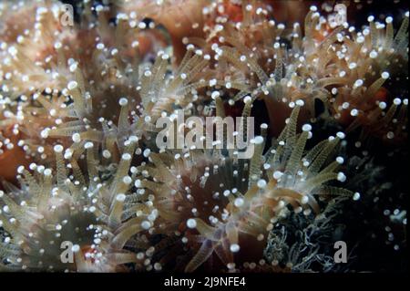 Jewel Anemones Corynactis viridis Sub-gallery Anthozoa Close-Ups Vergrößerung 1 bis 3, Manacles Reef Cornwall UK 1970 Stockfoto