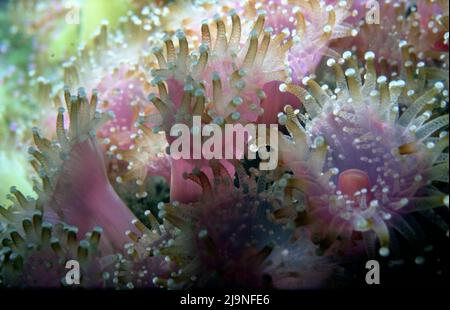 Jewel Anemones Corynactis viridis Sub-gallery Anthozoa Close-Ups Vergrößerung 1 bis 3, Manacles Reef Cornwall UK 1970 Stockfoto