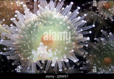 Jewel Anemones Corynactis viridis Subgalerie Anthozoa Close-Ups 1 bis 1 Vergrößerung, St Kilda UK1986 Stockfoto