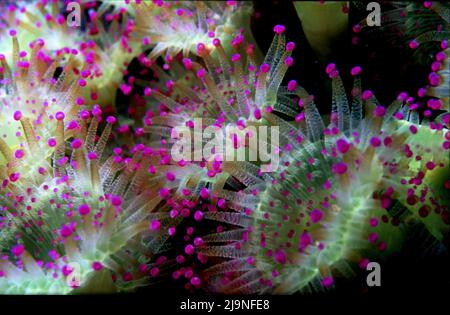 Jewel Anemones Corynactis viridis Subgalerie Anthozoa Close-Ups 1 bis 1 Vergrößerung, St Kilda UK 1986 Stockfoto