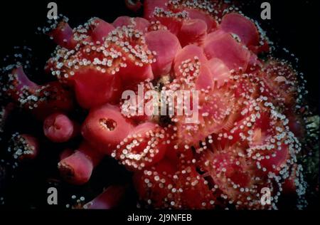 Jewel Anemones Corynactis viridis Sub-gallery Anthozoa Close-Ups Vergrößerung 1 bis 3, Manacles Reef Cornwall UK 1970 Stockfoto