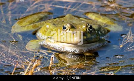 Europäischer Marschfrosch aus der Nähe von Oare Marshes, Faversham, Kent. Stockfoto