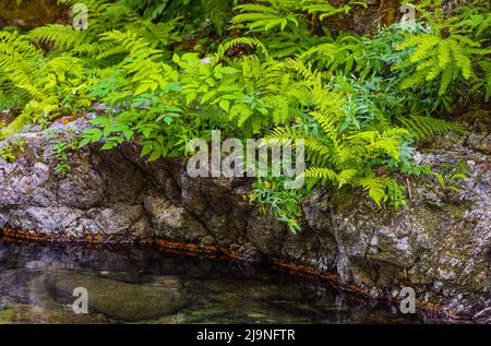 Farnpflanzen, die am Waldbach wachsen. Reisefoto, niemand, selektiver Fokus Stockfoto