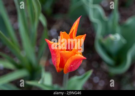 Flower tulips background. Beautiful view of tulips. Stockfoto