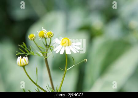 Deutsche Kamille blüht in einem Sommergarten, mit weichem grünem Hintergrund. Stockfoto