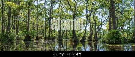 Merchant's Millpond State Park im Nordosten von North Carolina Ende Mai. Dominante Bäume sind wassertupelo (Nyssa aquatica) und Baldcypress (Taxodium Stockfoto