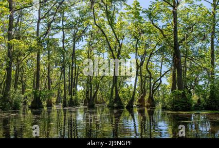 Merchant's Millpond State Park in North Carolina Ende Mai. Dominante Bäume sind wassertupelo (Nyssa aquatica) und Baldcypress (Taxodium destichum). Stockfoto