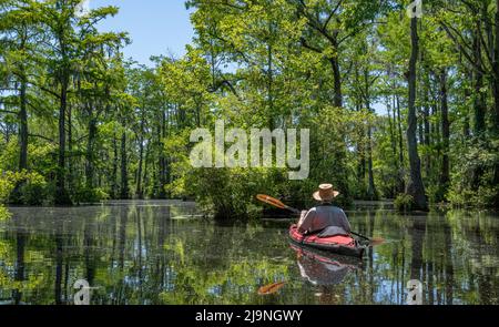 Kajakfahrer paddeln Ende Mai im Merchant's Millpond State Park im Nordosten von North Carolina. Dominante Bäume sind Water tupelo (Nyssa aquatica) und BA Stockfoto