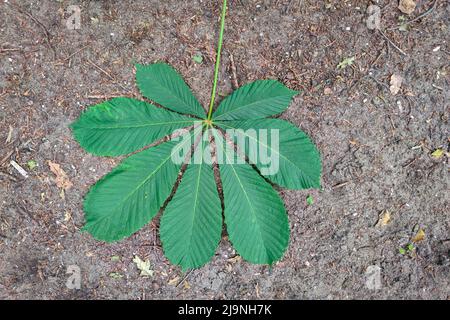 Großes grünes Blatt der Rosskastanie (Aesculus hippocastanum) mit dem Boden als Hintergrund Stockfoto