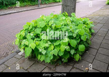 Neue Triebe mit herzförmigen Blättern, die aus dem Stamm einer Linde oder einer Linde kommen (lateinischer Name: Tilia) Stockfoto