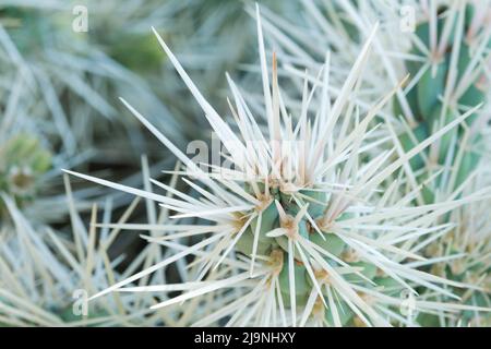 Scharfe weiße Nadeln von Cylindropuntia echinocarpa aus nächster Nähe. Baumkaktus im jüngsten alpinen botanischen Garten Eze, Frankreich verschwommen. Stockfoto