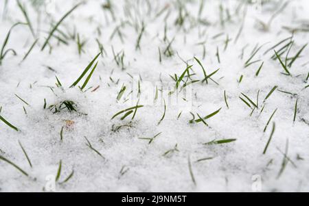 Grünes Gras unter dem Schnee. Der erste Schneefall. Gras unter frischem, flauschigen Schnee. Stockfoto