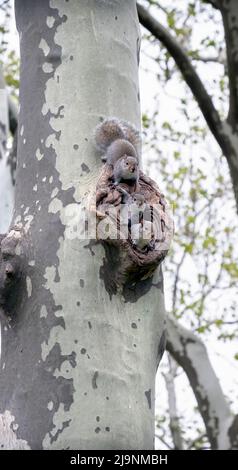 Drei kleine Eichhörnchen tauchen aus dem Baumkrümmchen auf, wo sie für ein paar Momente des Spiels aufgezogen werden. Im Kissena Park, Flushing, New York City. Stockfoto