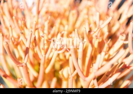 Euphorbia tirucalli mit sukkulenten Zweigen Kakteen Hintergrund Stockfoto