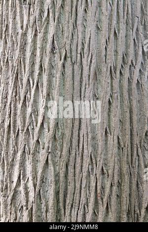 Markantes Rindenmuster des süßen Kastanienbaums (Castanea sativa) Stockfoto