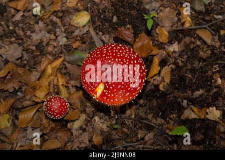 Zwei Fliegenpilz (Amanita muscaria) inmitten von Blättern in einem Wald Stockfoto